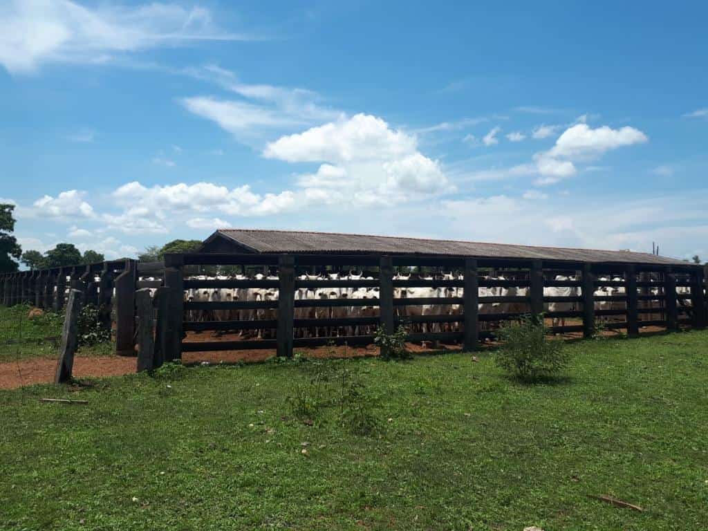 FAZENDA 1.338,0 ha. S.RITA DO TRIVELATO..-MT.